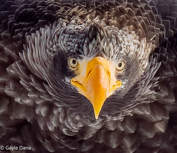 Eagles Hawks And Owls
